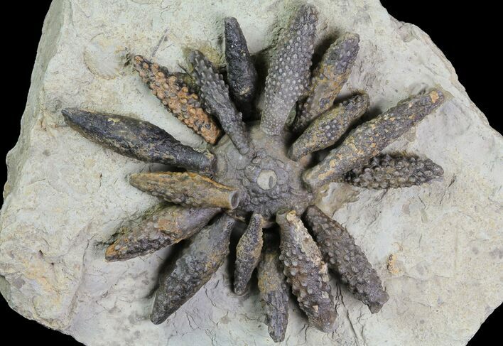 Jurassic Fossil Urchin (Reboulicidaris) - Amellago, Morocco #77233
